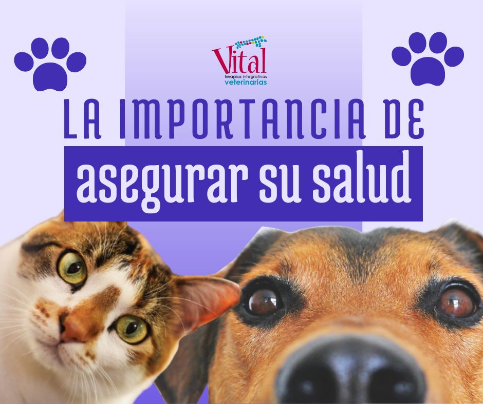 La importancia de asegurar la salud de tu mascota