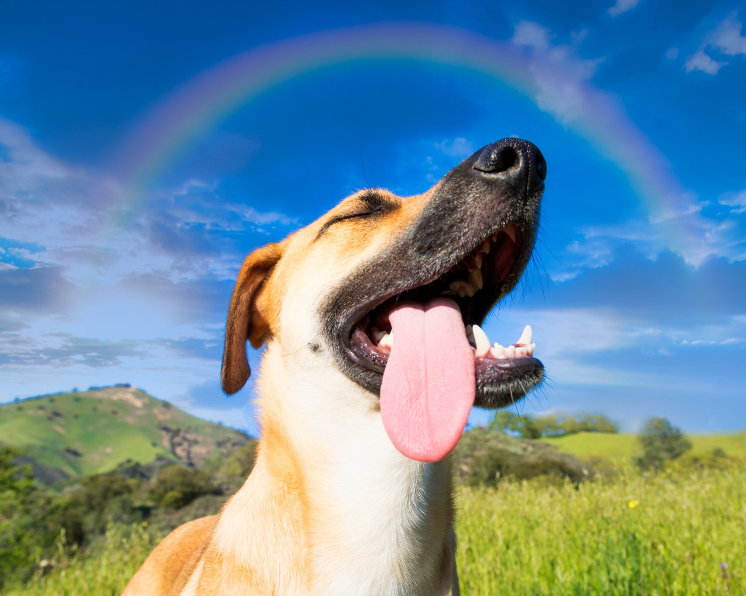 Por qué debo vacunar a mi perro o gato contra la rabia