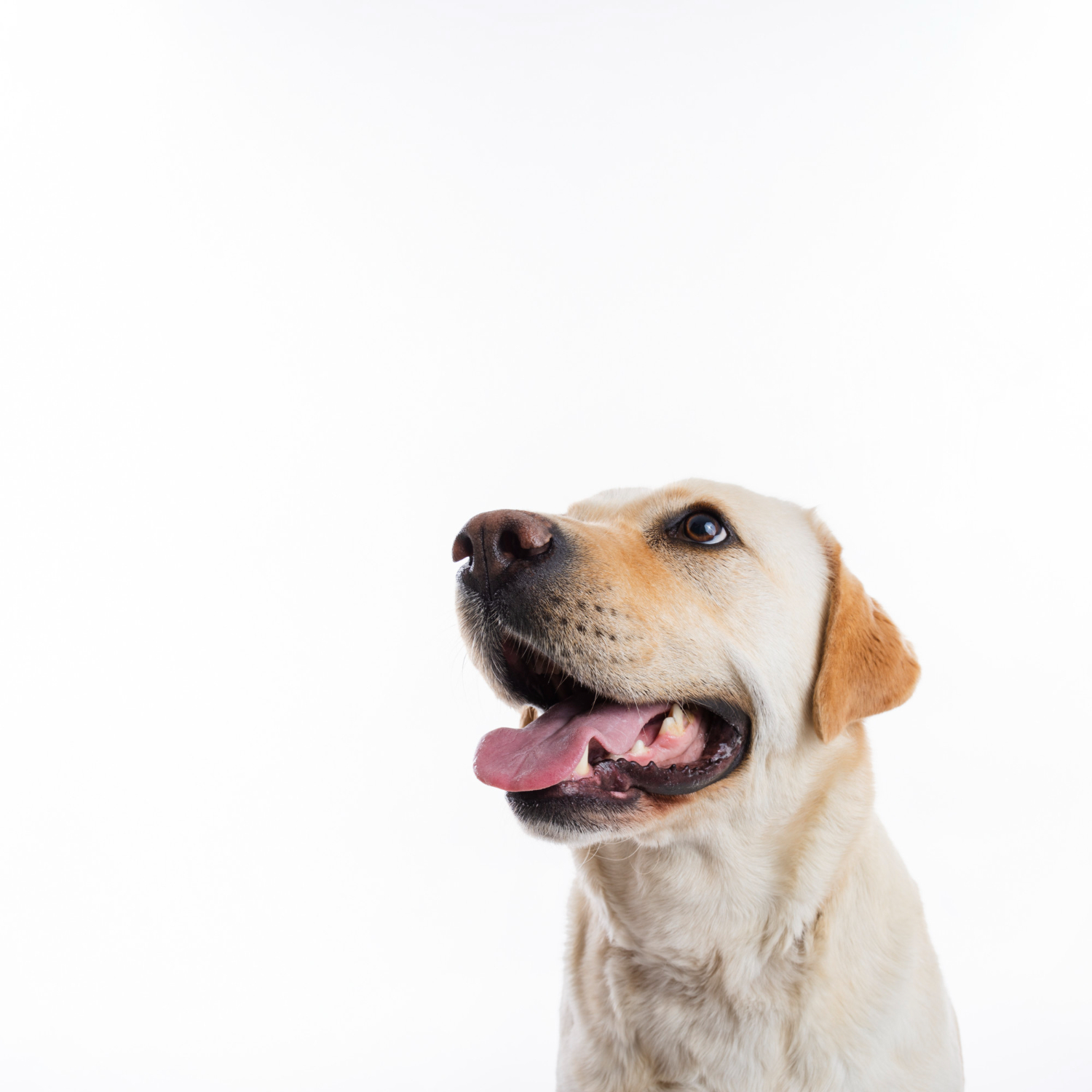 Cómo cuidar la salud dental de tu mascota