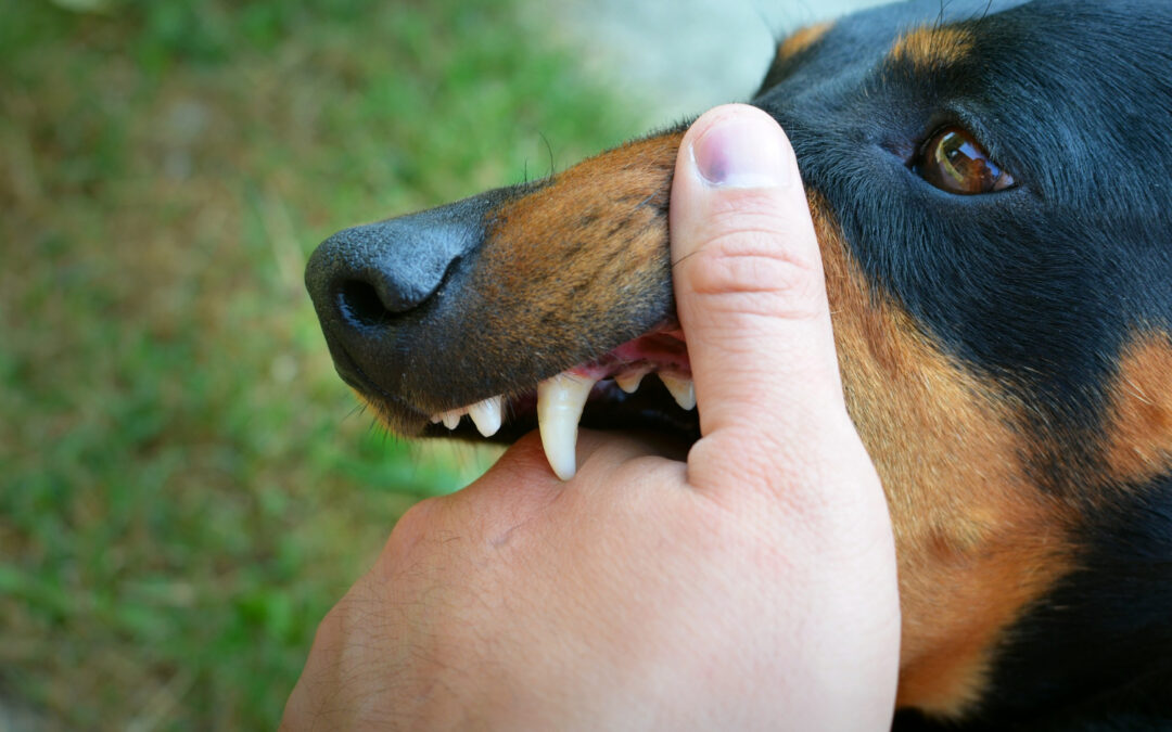 ¿Qué ocurre si mi perro ataca a otro perro o persona?