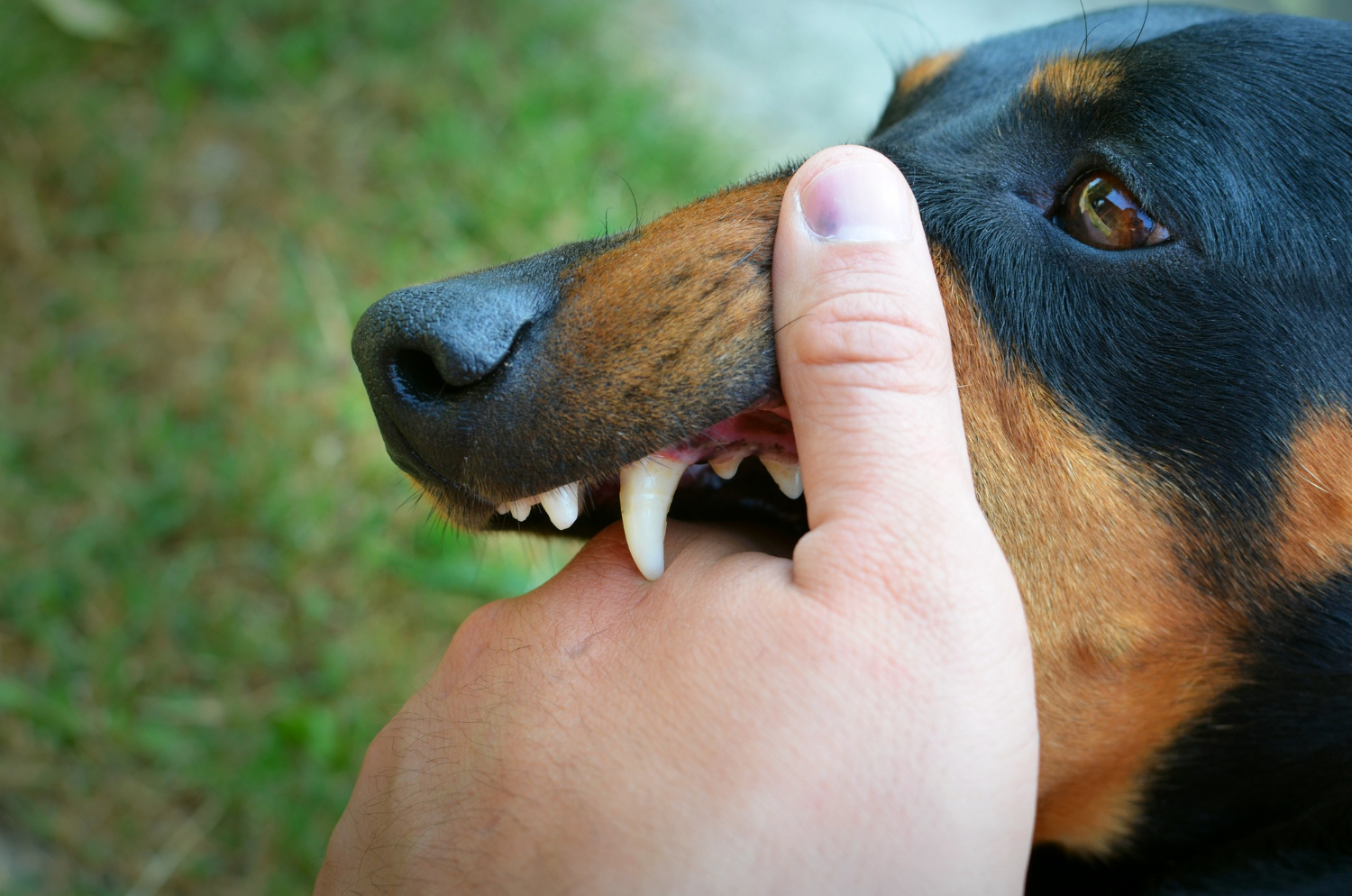 ¿Qué ocurre si mi perro ataca a otro perro o persona?