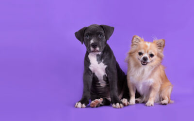 Parainfluenza canina: la tos de las perreras