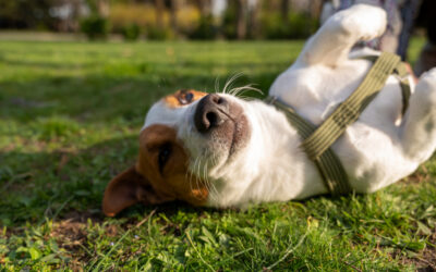 Leptospirosis en perros: Causas, síntomas y tratamiento