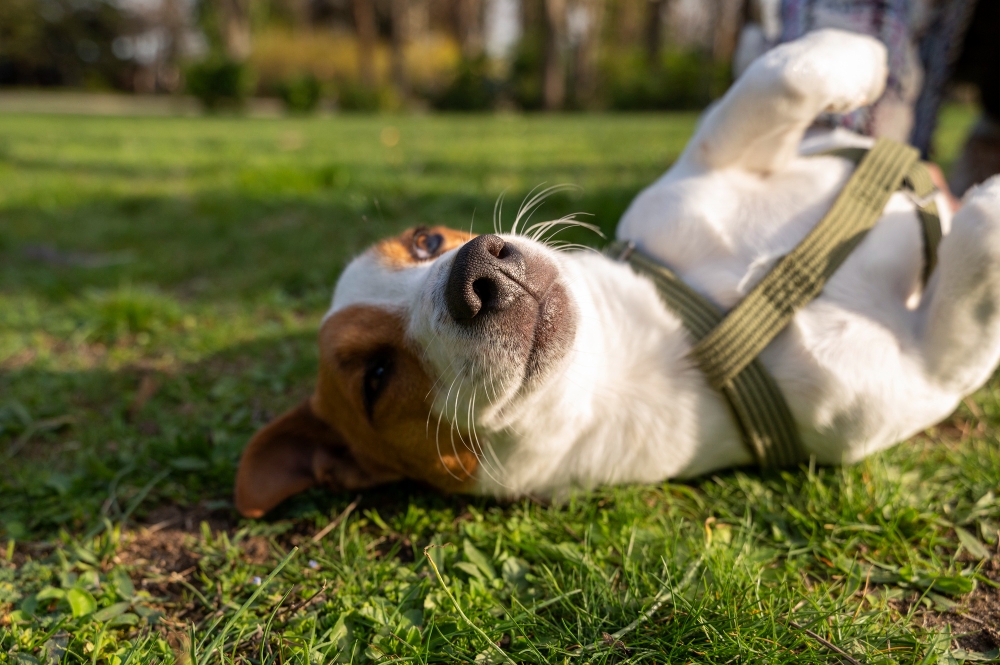 Leptospirosis en perros