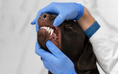 ¿Por qué se le caen los dientes a mi perro?