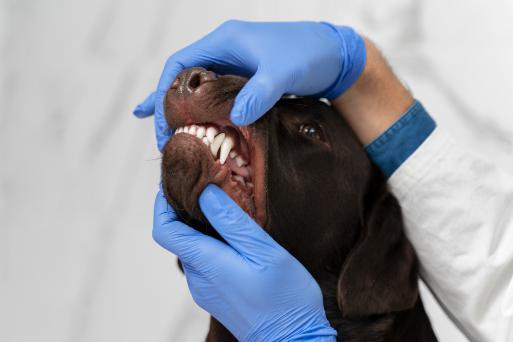 Por qué se le caen los dientes a mi perro