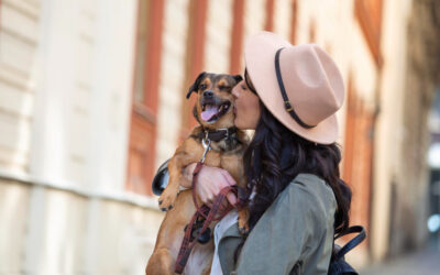 Viajar con perros, gatos y hurones al extranjero: documentación imprescindible
