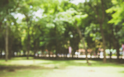 Proyecto en Ciudad Real para saber que hay en nuestros parques y conocer enfermedades de interés.