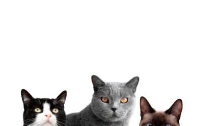 No basta con “esterilizar cuatro gatos”: la gestión ética de las colonias felinas es una responsabilidad pública