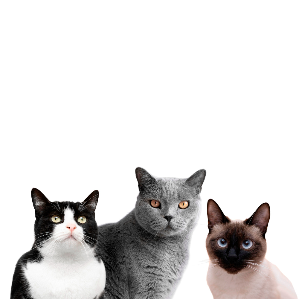 No basta con “esterilizar cuatro gatos”: la gestión ética de las colonias felinas es una responsabilidad pública