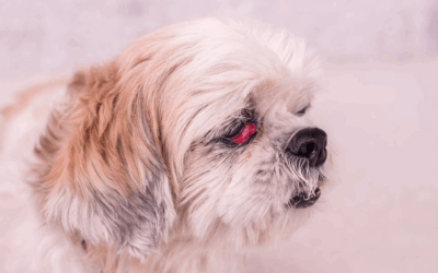 Prolapso de la glándula lagrimal de la membrana nictitante en perros