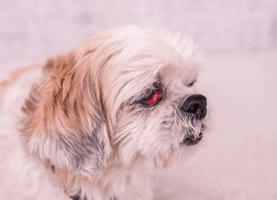 Prolapso de la glándula lagrimal de la membrana nictitante en perros
