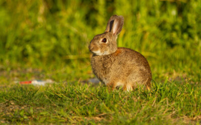 Coccidiosis en conejos y cobayas: una amenaza silenciosa
