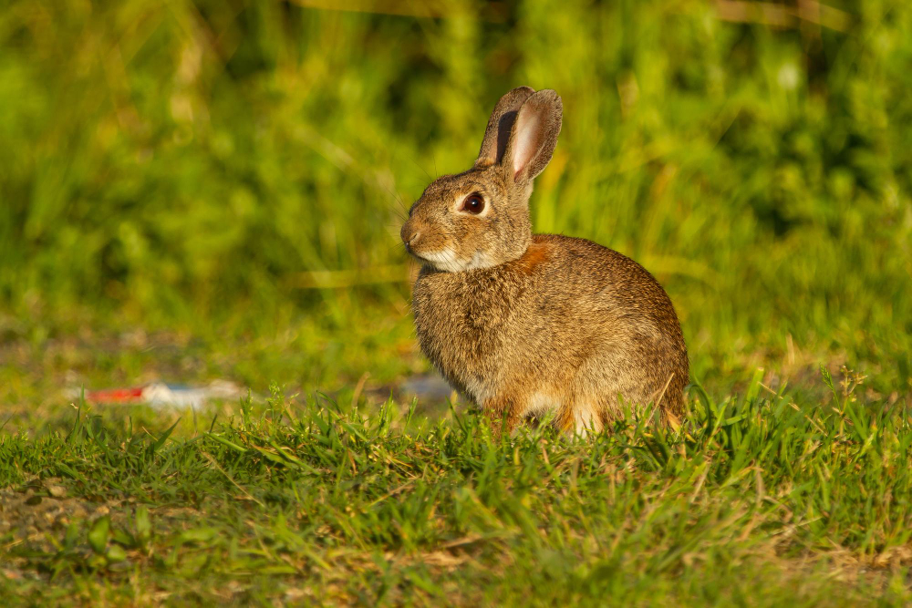 Coccidiosis en conejos y cobayas: una amenaza silenciosa