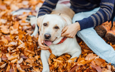 Parásitos de otoño: por qué no debes dejar de desparasitar en esta época