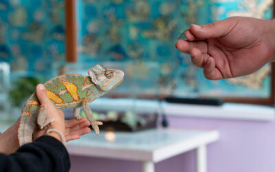 Cómo afecta el frío a reptiles, aves tropicales y pequeños mamíferos