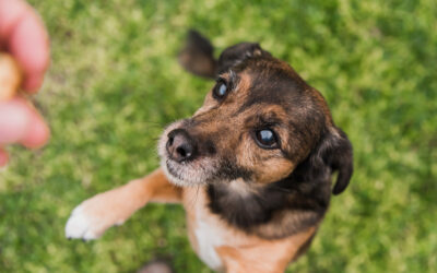 Parvovirus canino: una enfermedad grave que se puede prevenir