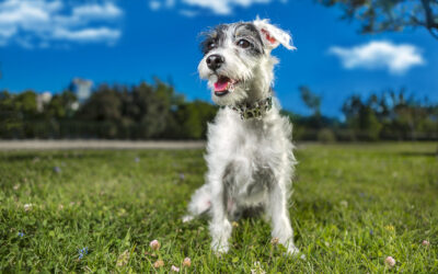 Moquillo Canino: una enfermedad grave que se puede prevenir