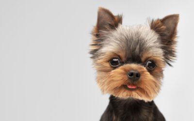 ¿Cuáles son las enfermedades más raras que pueden padecer los perros?