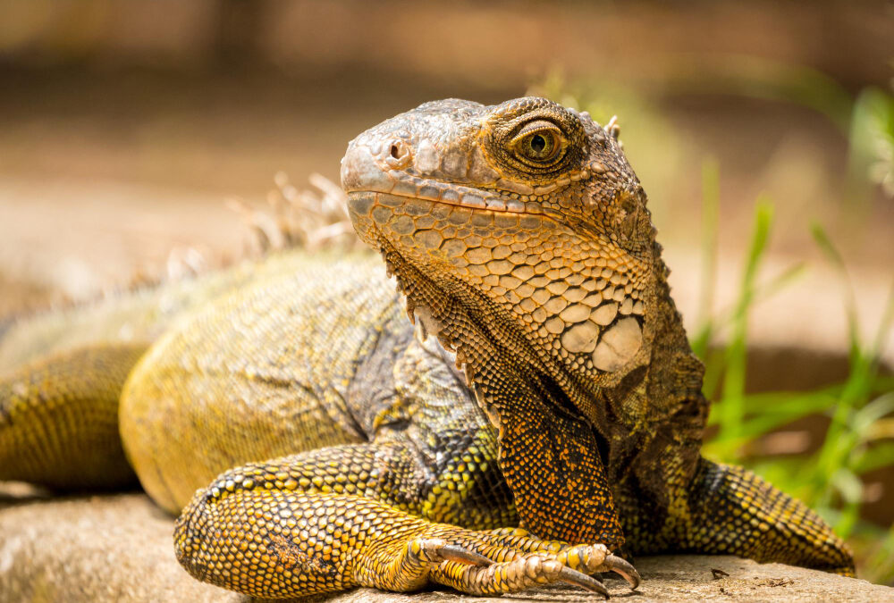 Cuidados básicos de reptiles