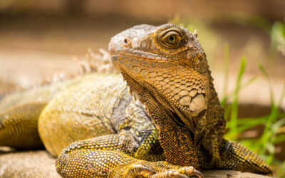 Cuidados básicos de reptiles: lo que nadie te cuenta
