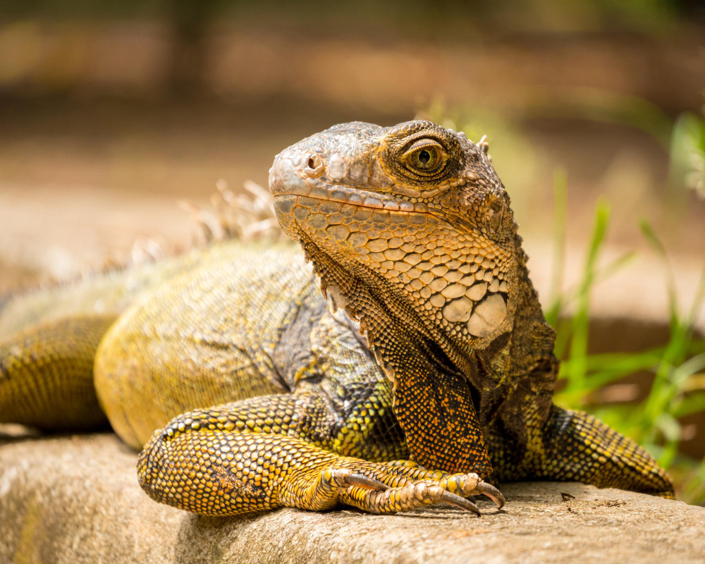 Cuidados básicos de reptiles