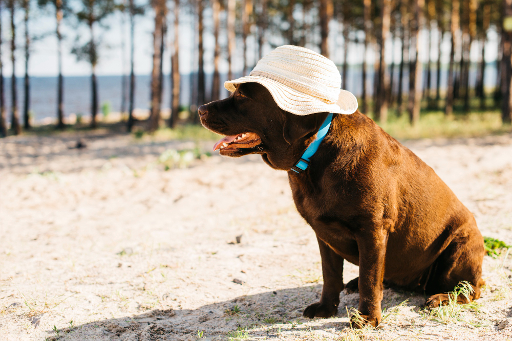 Golpe de calor en animales de compañía