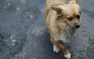 El asfalto caliente puede dañar las patas de un perro