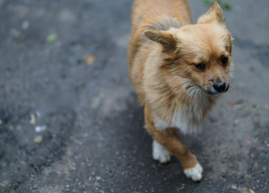 El asfalto caliente puede dañar las patas de un perro