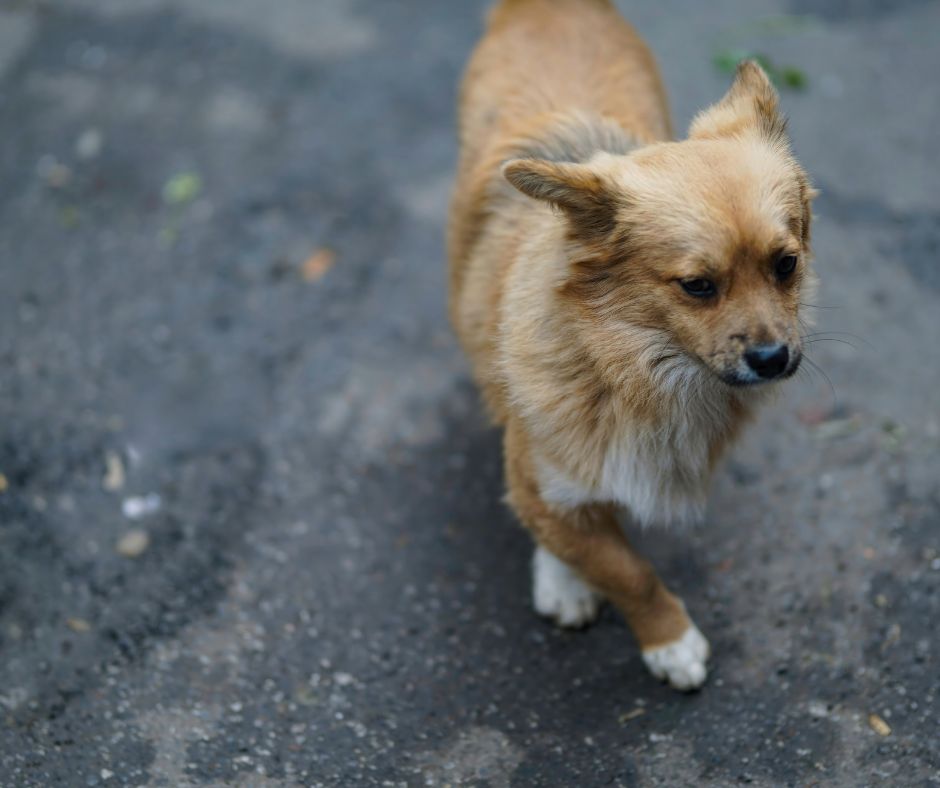 El asfalto caliente puede dañar las patas de un perro