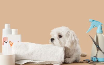 Beneficios de la peluquería canina más allá de la estética