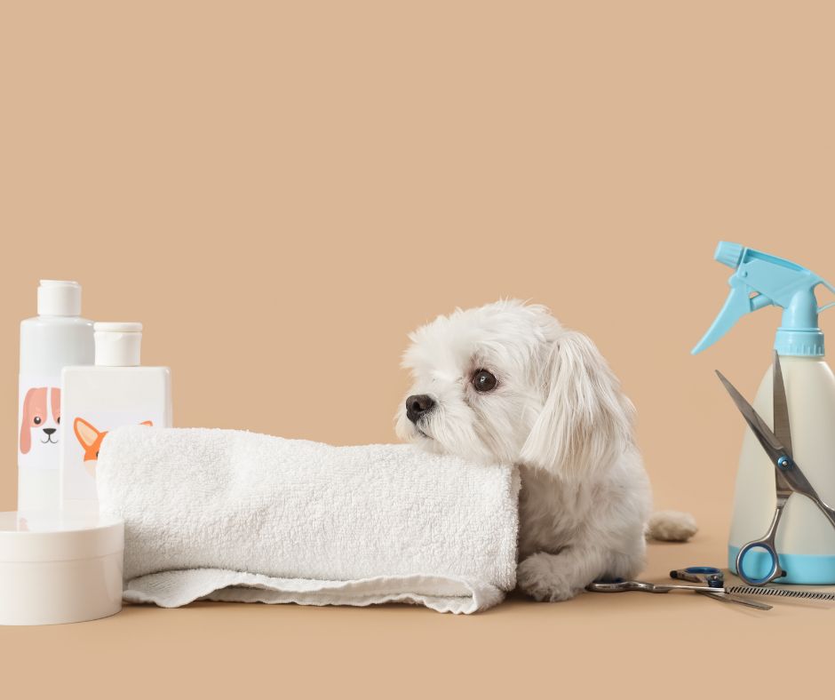 Beneficios de la peluquería canina más allá de la estética