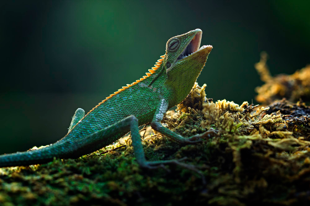 Por qué los reptiles parecen “inmóviles” pero no lo están