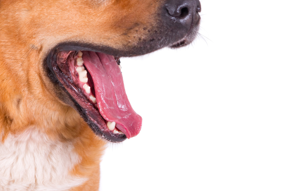 La importancia de la salud dental en mascotas