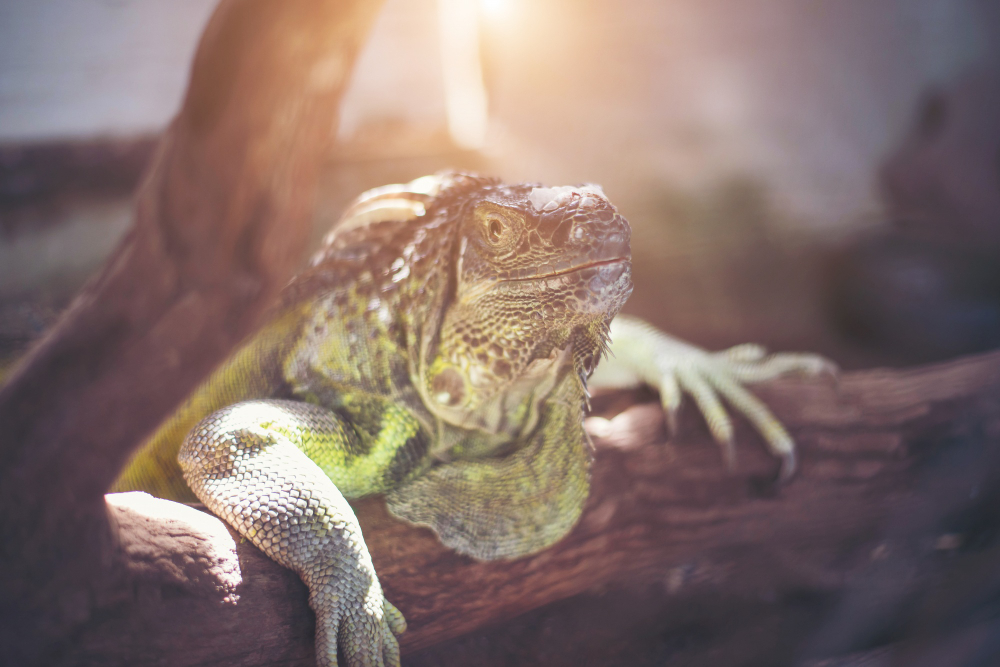 Por qué los reptiles necesitan una fuente de calor