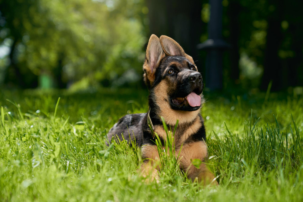 Tumores cutáneos en perros