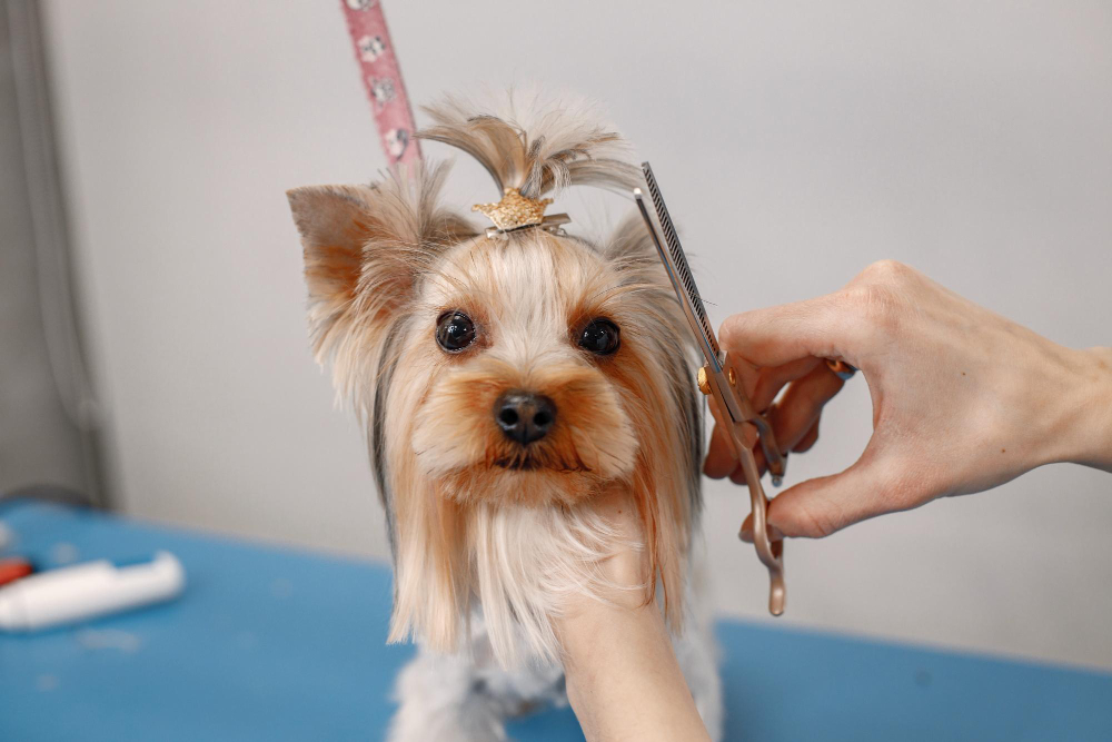 ¿Qué nos puede revelar la piel de un perro durante una sesión de peluquería?